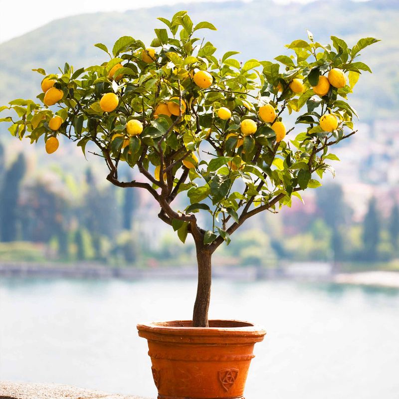 Early-fall care protects fruit; it does not dictate every spring set