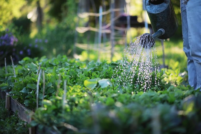Early morning helps manage wet foliage