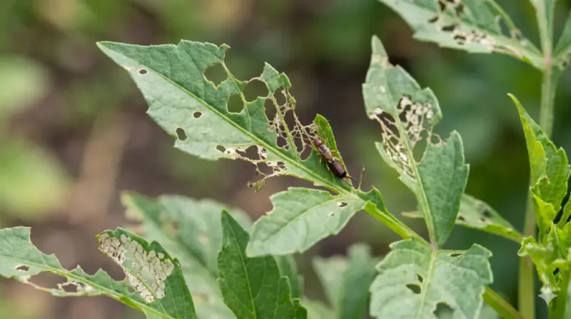 Earwigs are the leading suspect, not a proven culprit