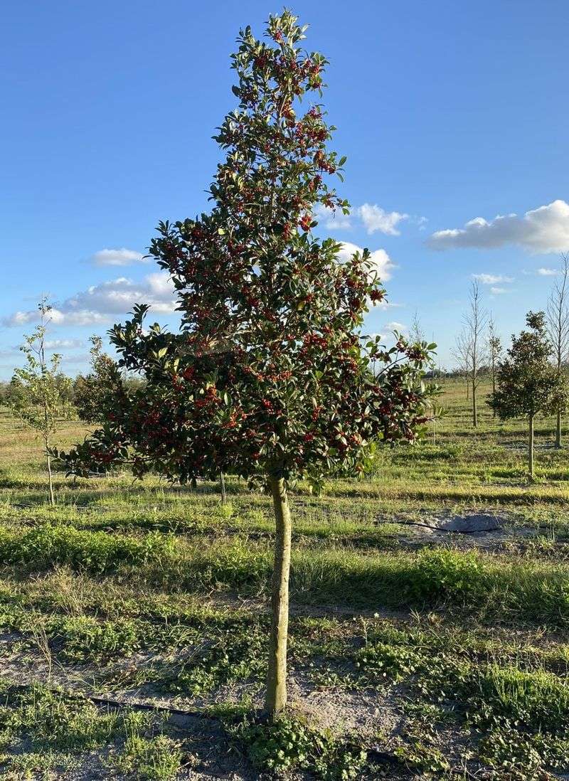 East Palatka Holly