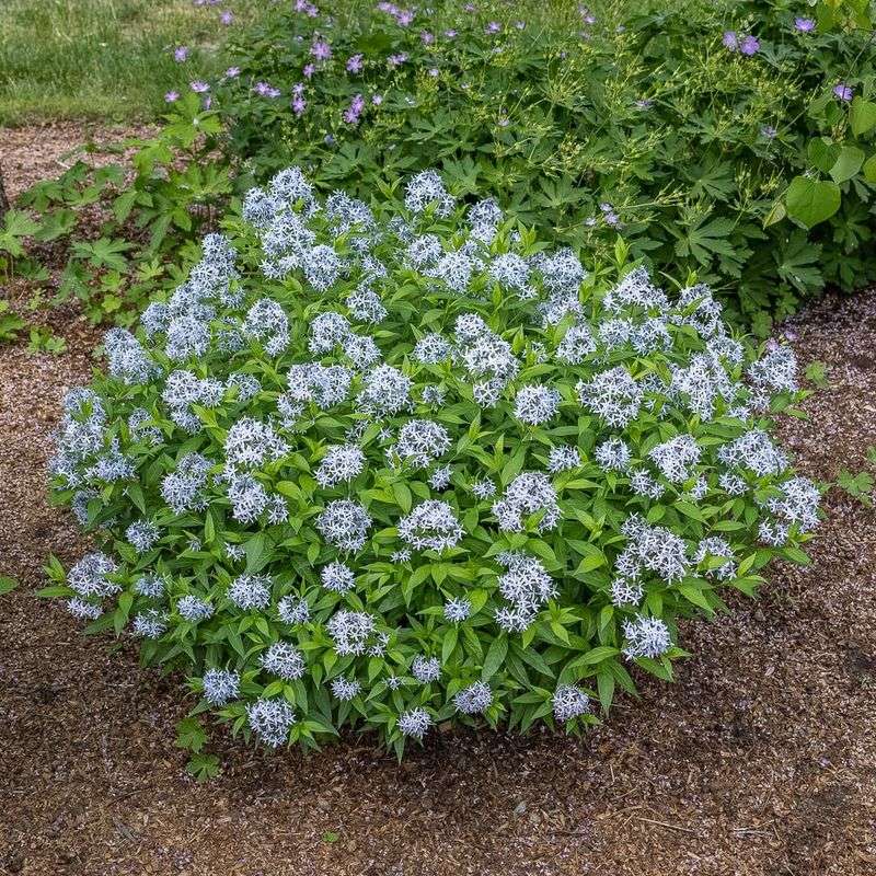 Eastern Blue Star