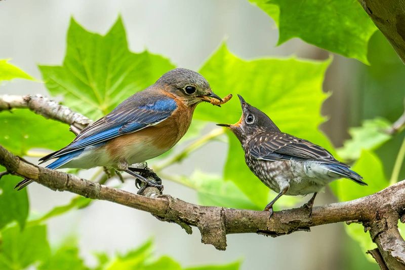 Eastern Bluebirds suit some Central Texas yards—but they are not grasshopper exterminators