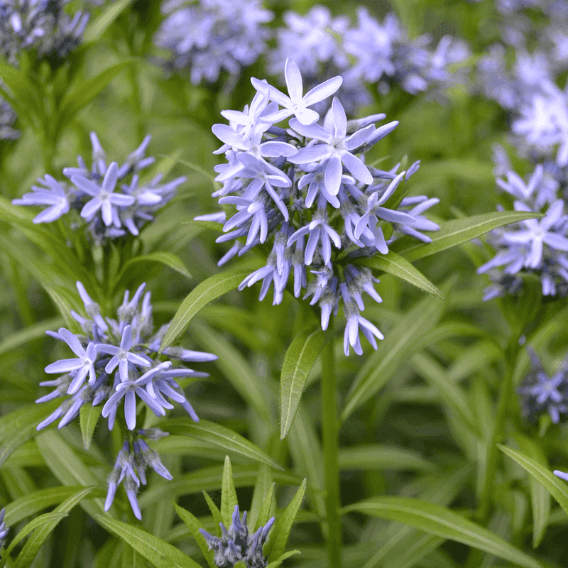 Eastern Bluestar (Amsonia tabernaemontana)