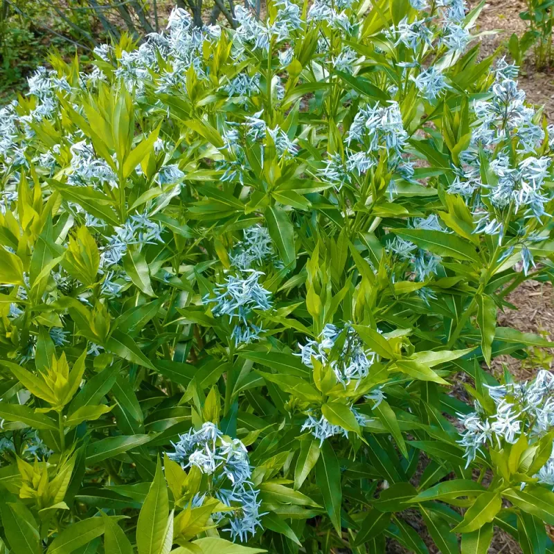 Eastern Bluestar