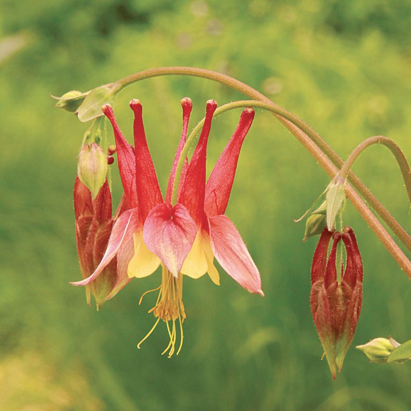 Eastern Columbine (Aquilegia canadensis)