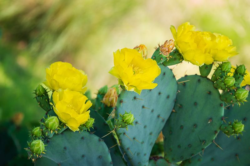 Eastern Prickly Pear