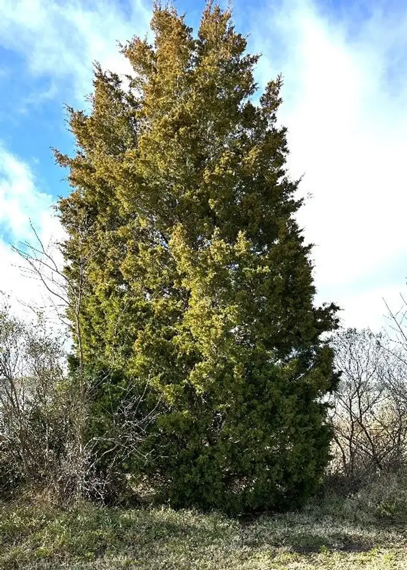 Eastern Red Cedar
