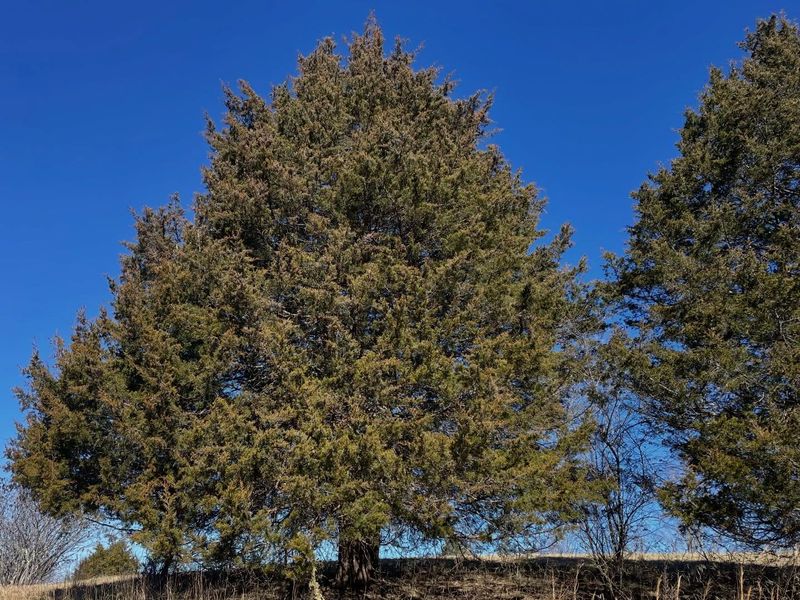 Eastern red cedar suits sunny, dry, exposed sites