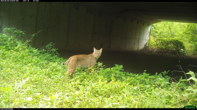 Easy Fence Gaps and Wildlife Corridors Easy Fence Gaps and Wildlife Corridors