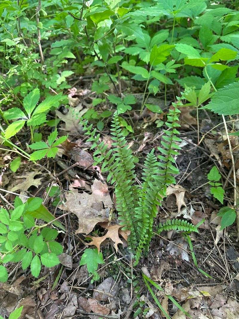 Ebony Spleenwort