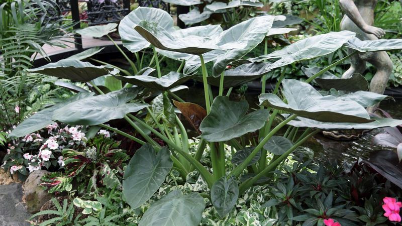 Elephant Ears (Colocasia and Alocasia)