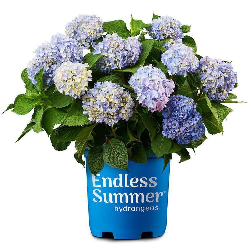 Endless Summer The Original Hydrangea