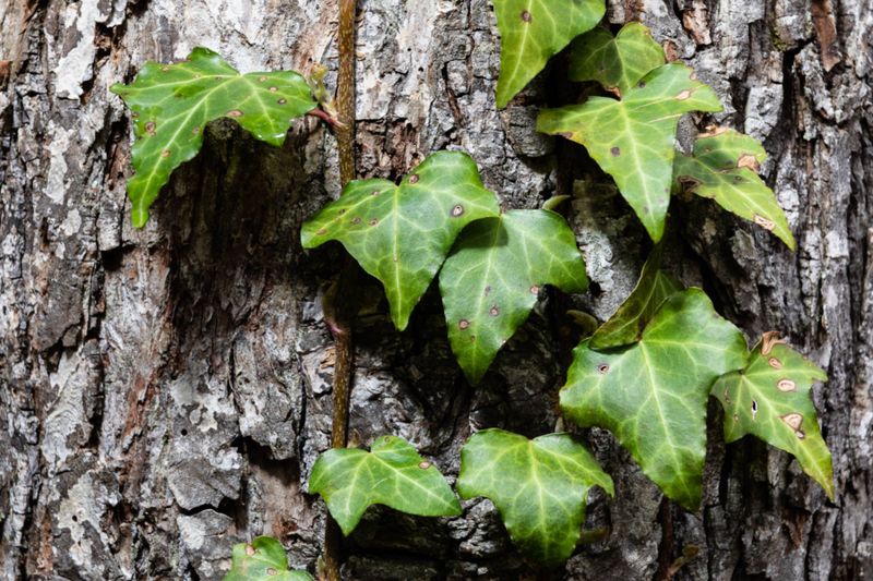 English Ivy English Ivy