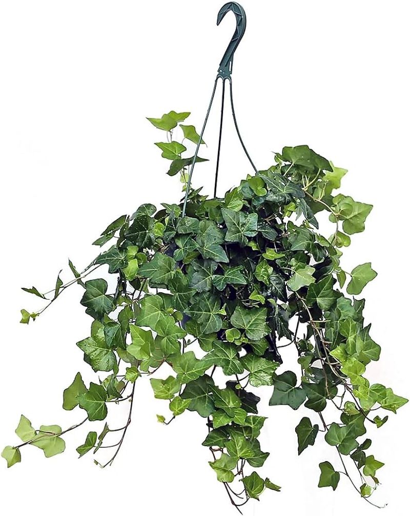 English Ivy English Ivy