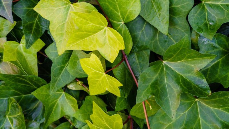 English Ivy
