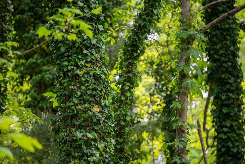 English Ivy Creates an Invasive Fence-Line Problem