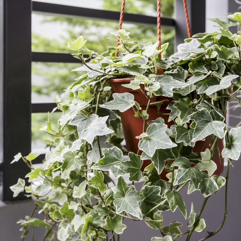 English Ivy English Ivy