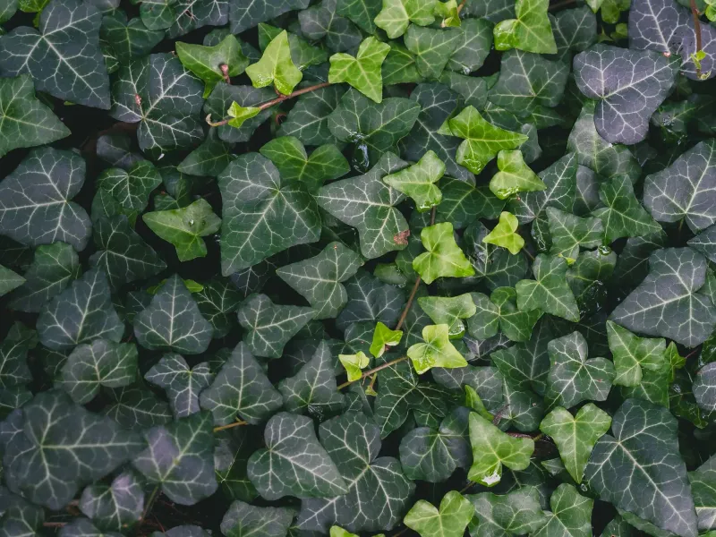 English Ivy English Ivy