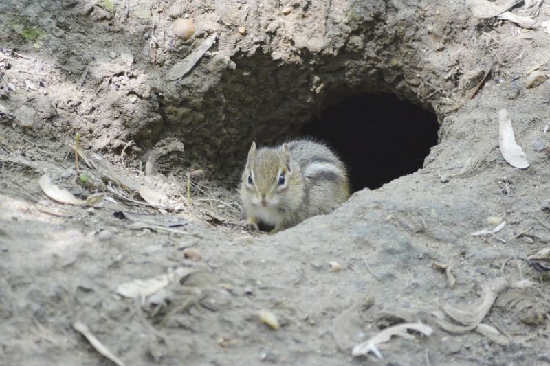 Escalate when burrowing threatens a structure