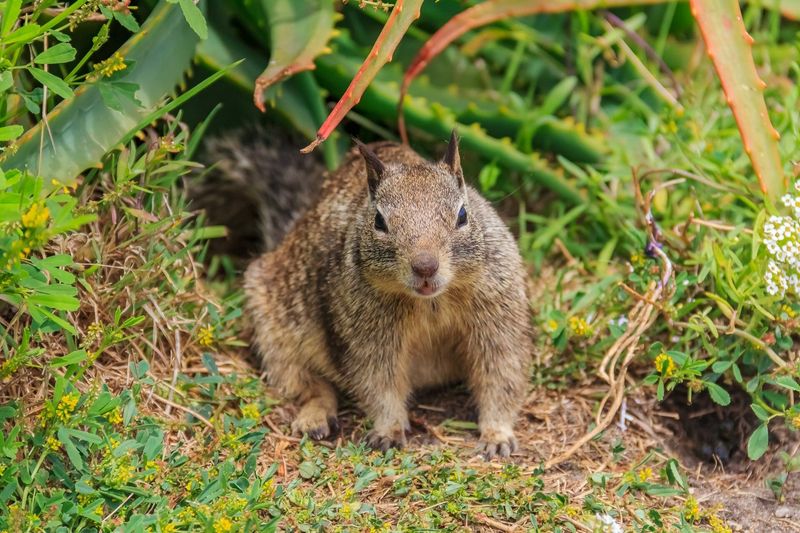 Escalation requires species awareness and legal caution