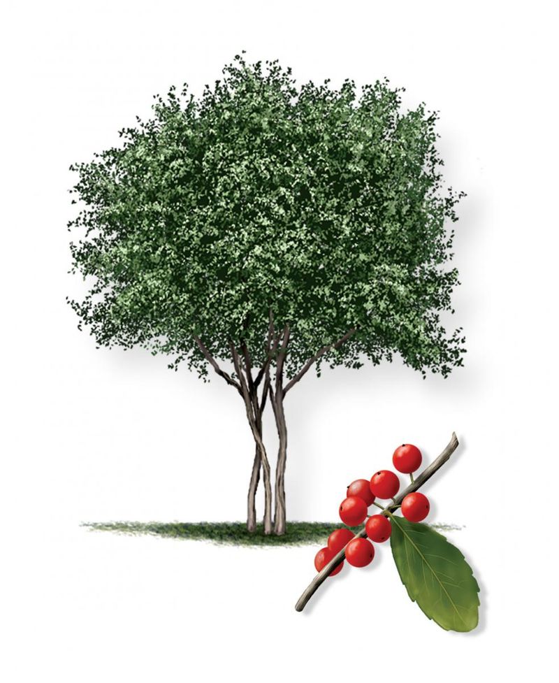 Establish it before calling it low-maintenance