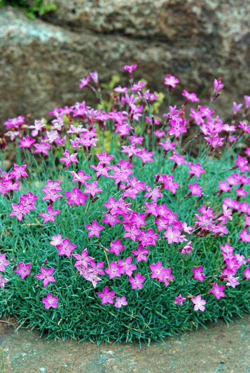 Establish the plants before expecting fill-in
