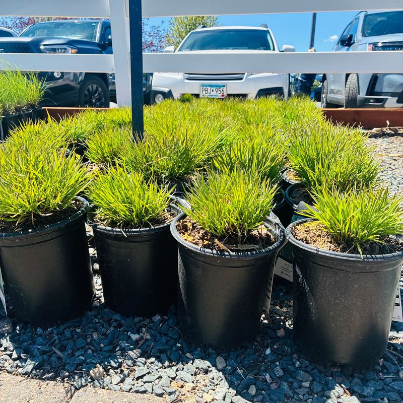 Establish the roots before asking for drought tolerance Establish the roots before asking for drought tolerance
