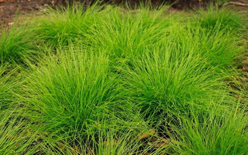 Establish the sedge with moisture, space, and routine care