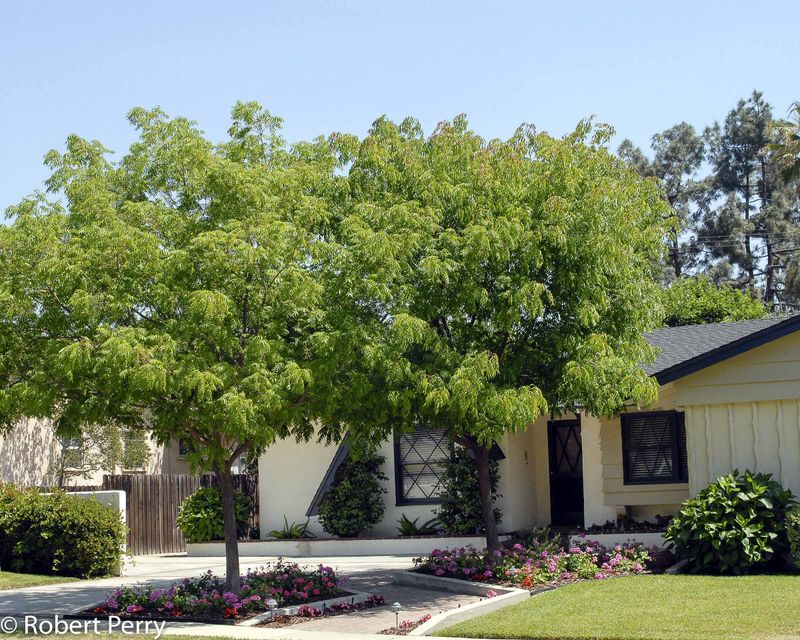 Establish the tree before expecting its benefits