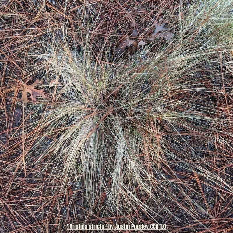 Establish wiregrass with nursery-grown plants and early watering