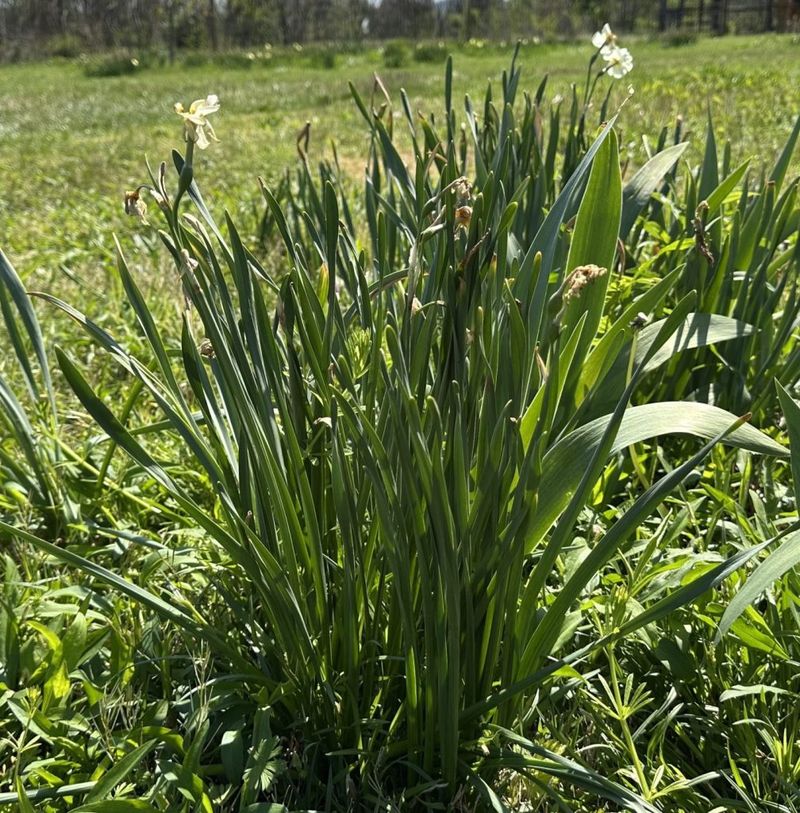 Established clumps need the leaves left behind Established clumps need the leaves left behind