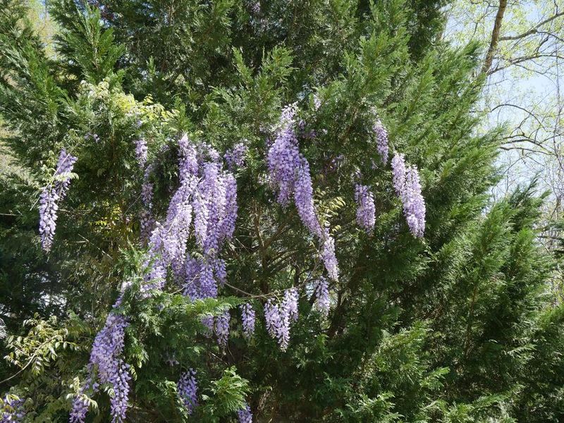 Established invasive wisteria takes more than one cut to control