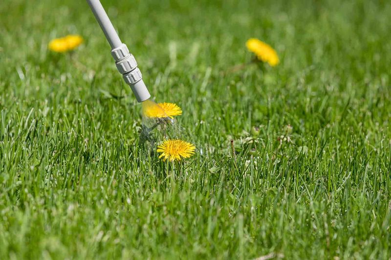 Established plants need a post-emergence approach