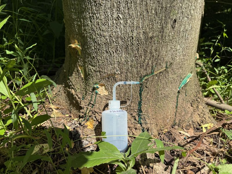 Established trees need a control plan, not a one-day cut
