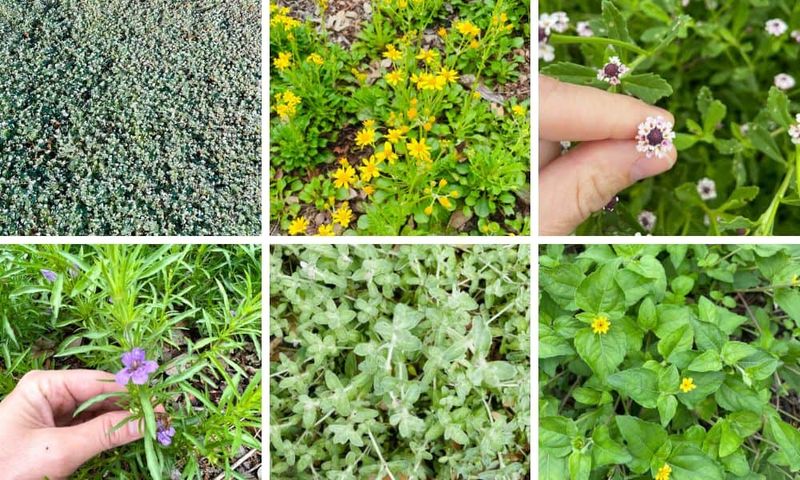 Establishment Matters More Than the Drought-Tolerant Label