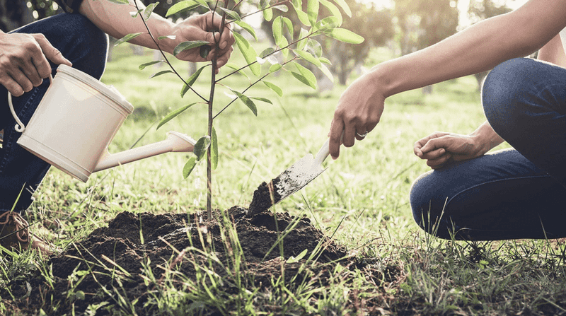 Establishment Water and Mulch Build the Canopy You Need
