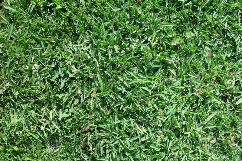 Establishment still requires careful watering