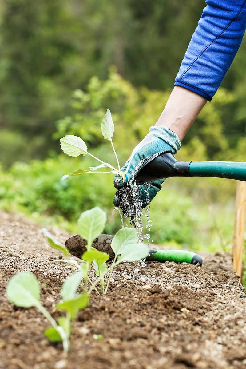 Establishment stress can derail the payoff crop