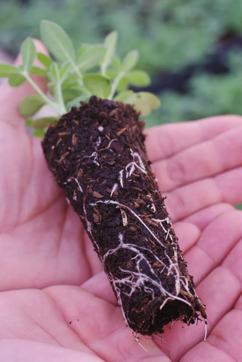 Establishment takes moisture, not constant irrigation