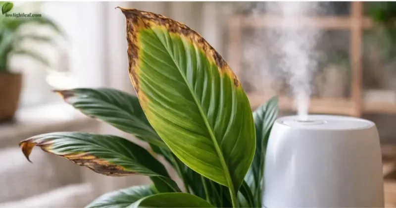 Evaluate light, drafts, and indoor humidity Evaluate light, drafts, and indoor humidity