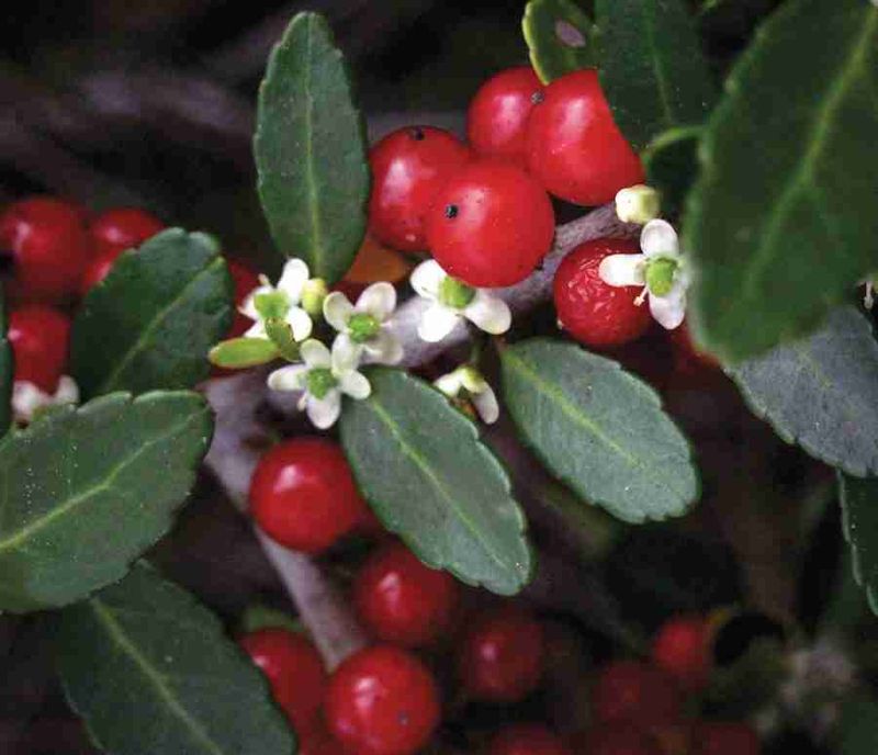 Evergreen shelter does not guarantee berries
