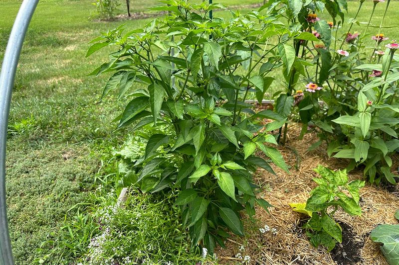 Excess nitrogen can create leafy peppers, but leaves do not prove the cause Excess nitrogen can create leafy peppers, but leaves do not prove the cause
