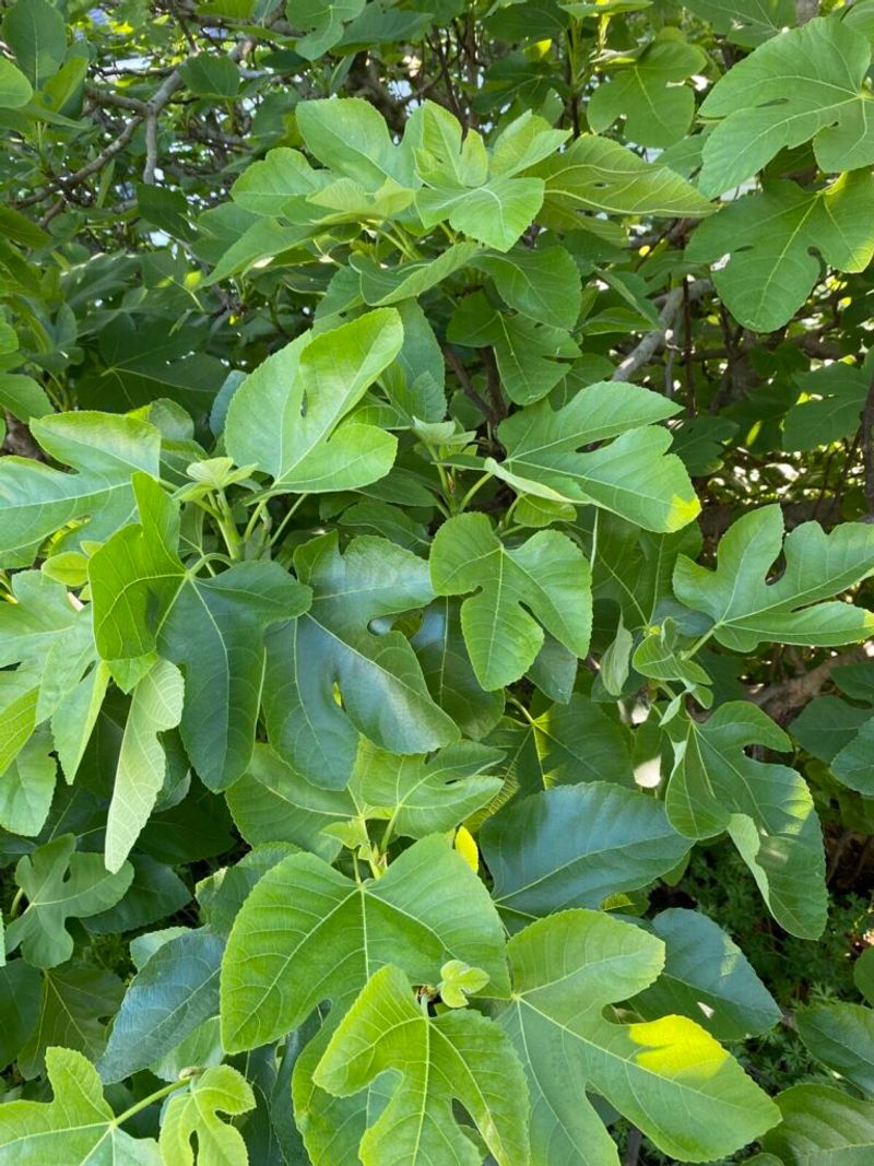 Excess nitrogen can favor leaves over fruit