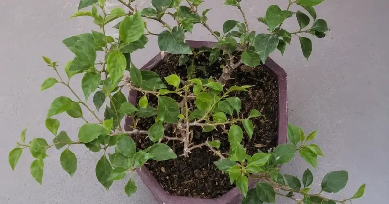 Excess nitrogen can trade flowers for leafy growth