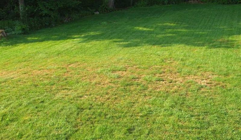Excessive leaf removal weakens the turf canopy