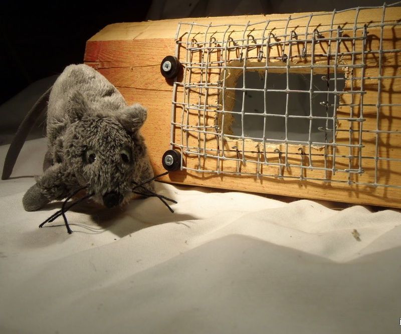 Exclude an opossum only after the space is vacant