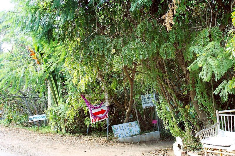 Exotica Rare Fruit Nursery (Vista)