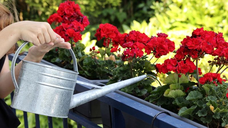 Expect Healthier Growth Before Guaranteed Flowers