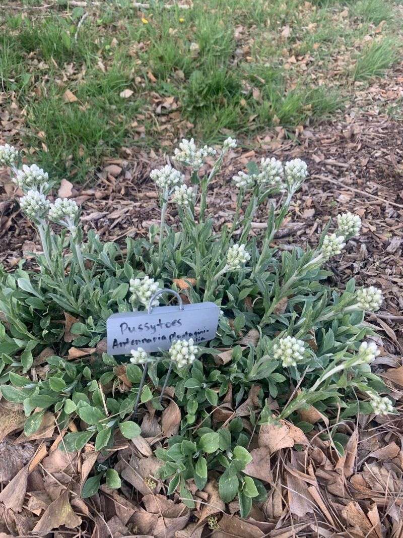 Expect a Lower, Quieter Texture Than Lamb’s Ear