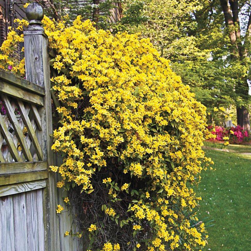 Expect a gradual screen and schedule regular pruning